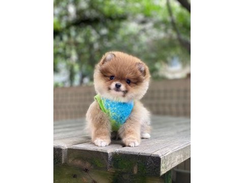 Pomeranian boo yavrum
