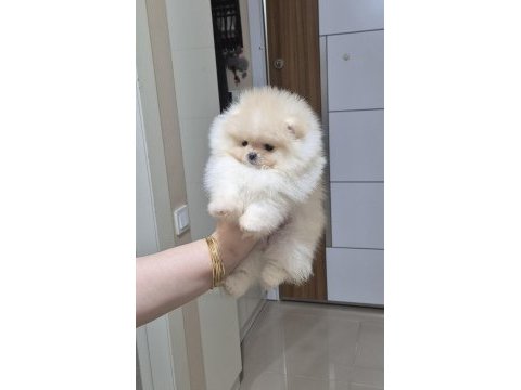 Üst kalite teacup pomeranian orijinal ırk minik prenses