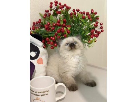 Safkan ragdoll