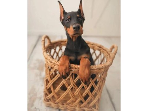 Gerçek safkan şecereli anne babadan europa doberman yavrular