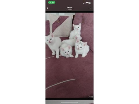 British shorthair bebeklerimiz yeni yuvalarına hazır