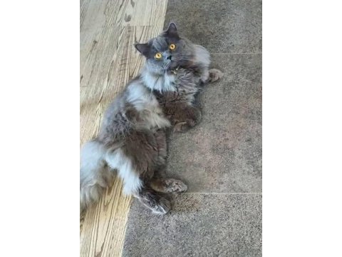 British longhair 3 yaşında