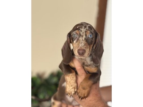 Mavi gözlü özel dachshund choco merle