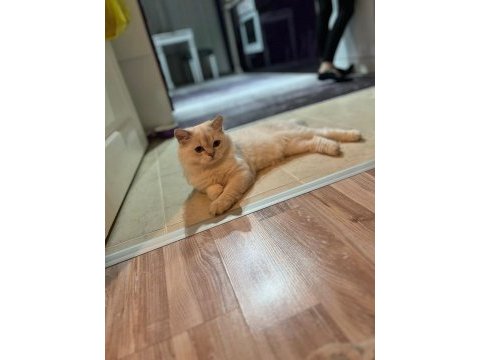 Acil sahiplendirme 11 aylık british longhair