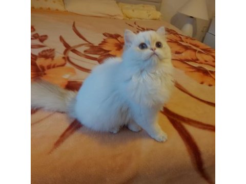 British longhair dişi