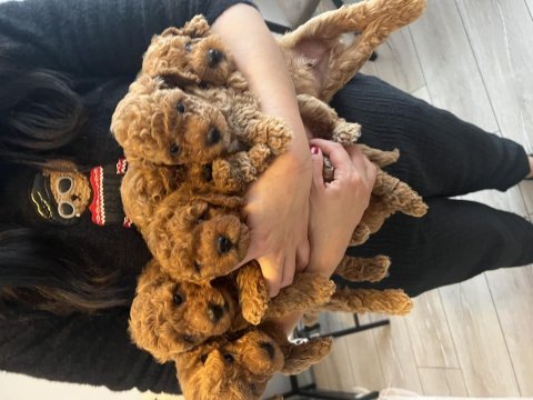 Evimizin kıvırcık poodle bebekleri