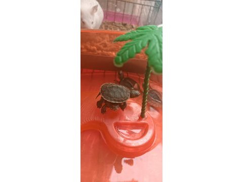 Yavru su kaplumbağası