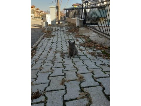 British shorthair kedisi
