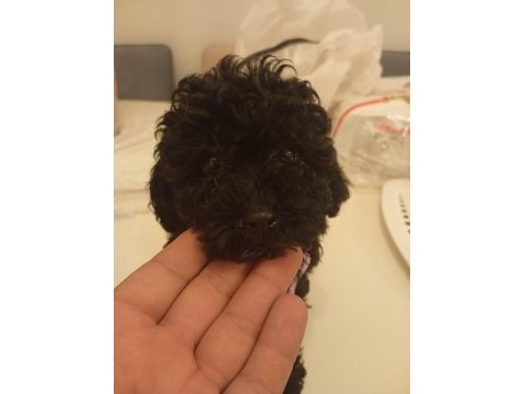 45 günlük poodle yavrumuz satılıktır