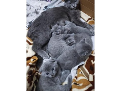 Scottish fold 1 aylık yavrular