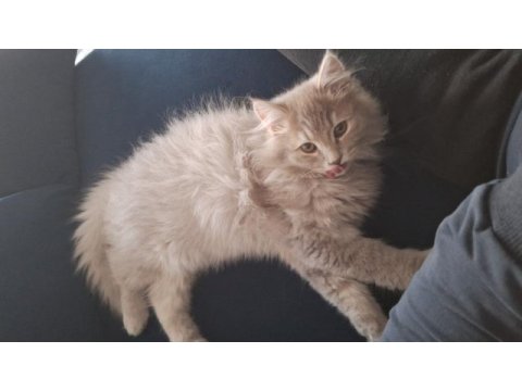 Acil ücretsiz sahiplendirme kedimiz
