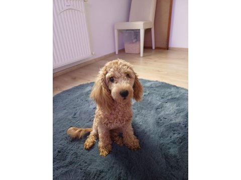 6 aylık dişi poodle linda