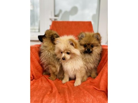 Uygun a kalite pomeranian spitz yavrularımız