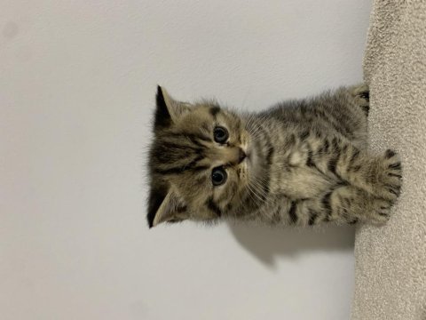 Sahibinden golden black tabby british shorthair erkek yavru