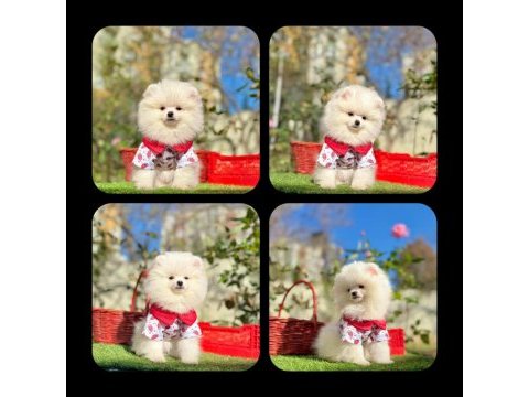 A kalite pomeranian boo