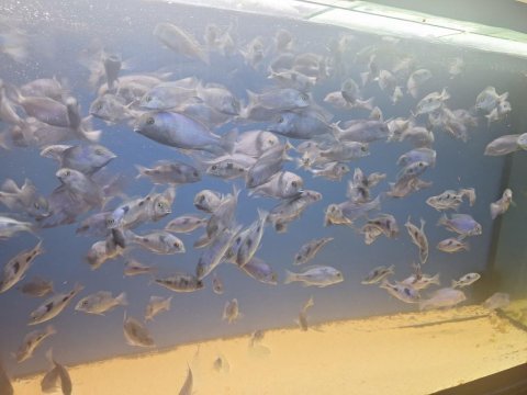 Çeşitli boylarda yunuslar toplu verilecektir