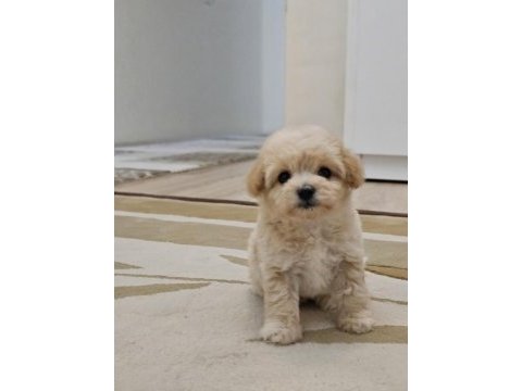 Maltipoo yavrularımın iddiasına bir bakın