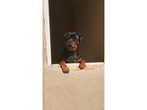 Genç malinois dişiler