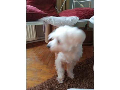 Maltese terrier 10 yaşında erkek