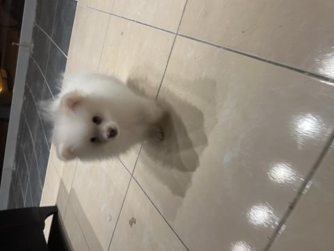 Acil satılık uygun pomeranian boo