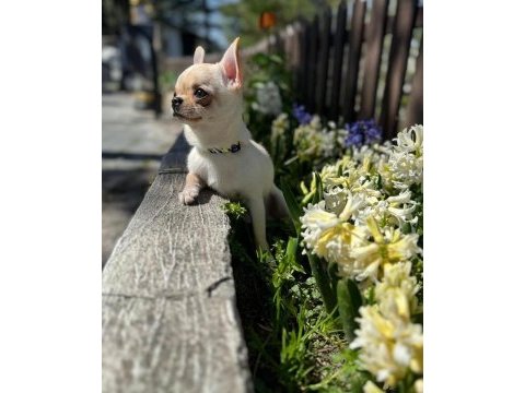 İzmir teacup erkek chihuahua