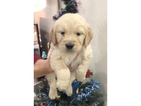 Golden retriever yavrular