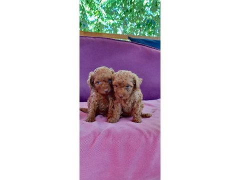 Poodle iki kardeş
