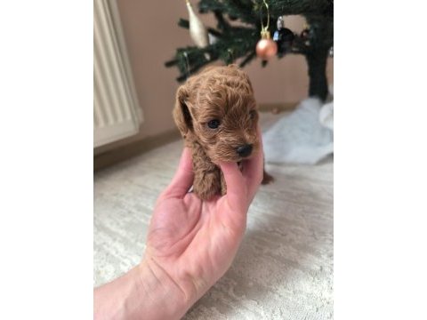 Safkan toy poodle erkek yavru sevecen, zeki ve oyncu dost
