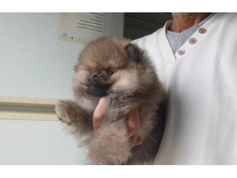 Orijinal pomeranian boo