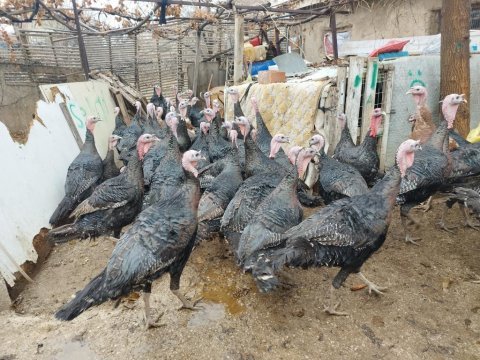 Yılbaşı hindisi