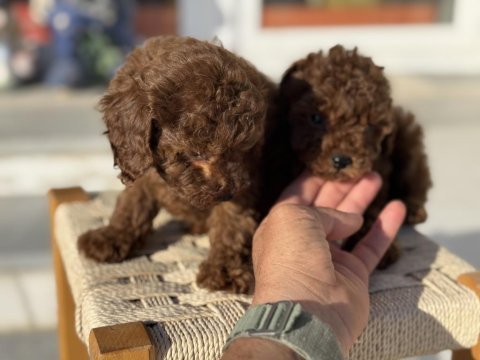 Petmode köpek çiftliğinden tea cup kore poodle