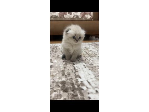 Kuru mamaya ve kum kabına alışkın sevimli bir scottish fold