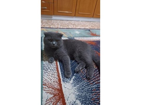 British shorthair kedime yeni yuva arıyorum ücretli!