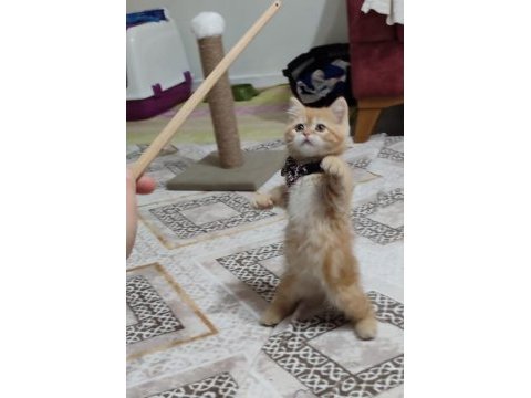 Golden tabby british shorthair