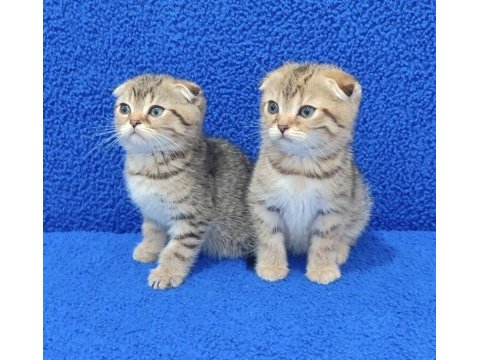 Teslime hazır mükemmel bir scottish fold yavrular