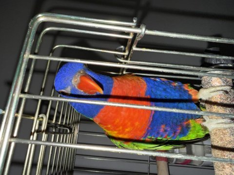 Taklitçi mükemmel lori papağanı