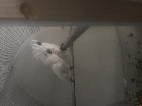 Kakadu umbrella çift dişi erkek