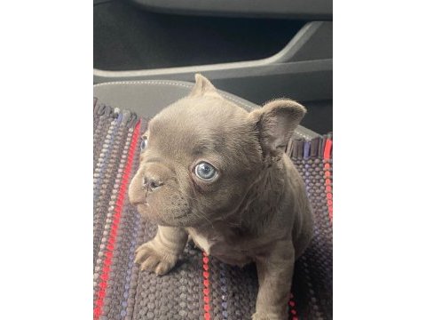 Tok kalite blue french bulldog