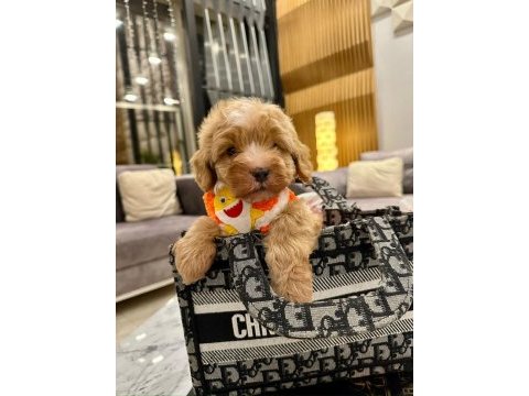 Maltipoo 4 aylık aşılı kimlikli evinizin neşesi