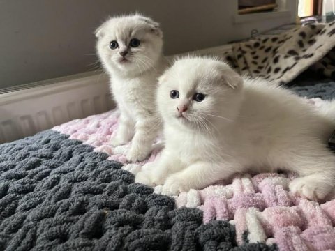 Mırmır delisi şeker gibi scottish fold yavrusu