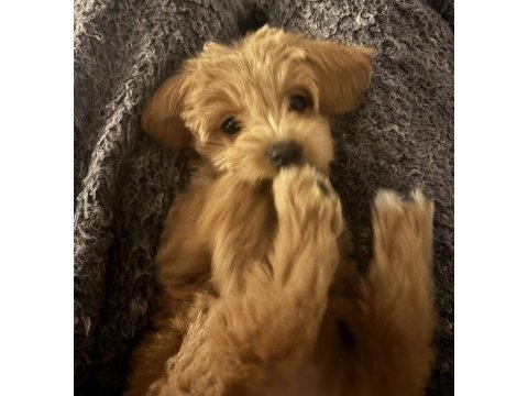 Maltipoo yavru köpeğimiz