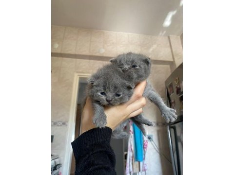 Scottish fold ve straight gri