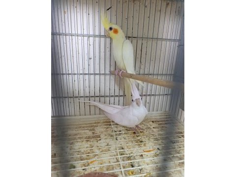 Dişi albino sultan papağanı