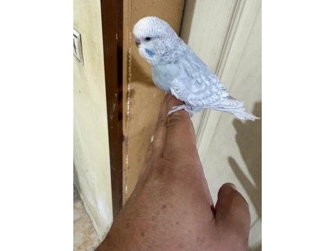 36 günlük jumbo erkek bebek muhabbet kuşu