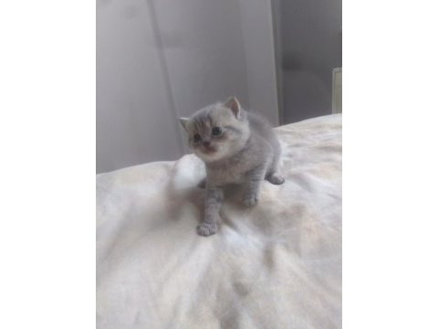 Teslime hazır british shorthair kediler