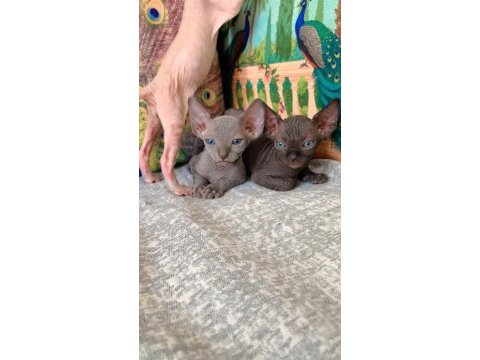 Dişi erkek sfenks yavrularım yeni yuvaya hazır