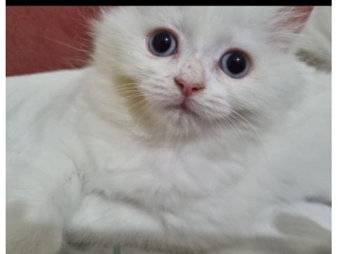 Kedi dişi iki ay iki hafta persian