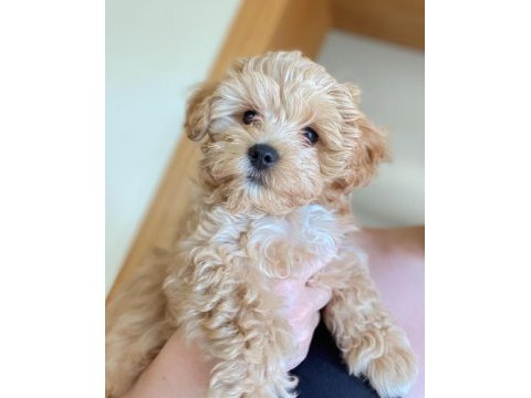 Birinci sınıf maltipoo yavruları
