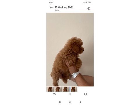 4 aylık dişi kıvır kıvır bir poodle kız
