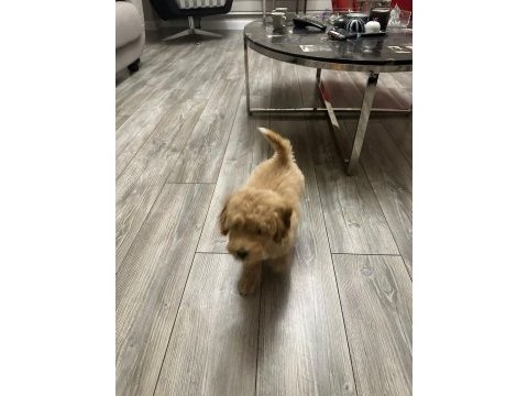 3 aylık yavru poodle